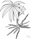manihot - genus of economically important tropical plants: cassava