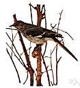 Mimidae - sometimes considered a subfamily of Troglodytidae: mockingbirds