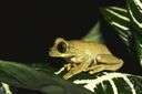 African clawed frog - a tongueless frog native to Africa