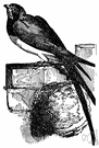chimney swift - American swift that nests in e.g. unused chimneys
