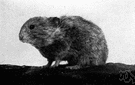 pika - small short-eared burrowing mammal of rocky uplands of Asia and western North America