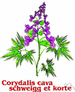 corydalis - a plant of the genus Corydalis with beautiful compound foliage and spurred tubular flowers