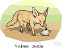 Vulpes vulpes - the common Old World fox