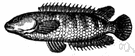 Anabantidae - small freshwater spiny-finned fishes of Africa and southern Asia