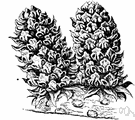 Pinus pinea - medium-sized two-needled pine of southern Europe having a spreading crown