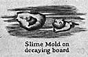 class Acrasiomycetes - cellular slime molds