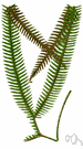 Gleichenia - type genus of Gleicheniaceae: leptosporangiate ferns with sessile sporangia