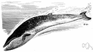 sei whale - similar to but smaller than the finback whale