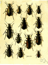 ground beetle - predacious shining black or metallic terrestrial beetle that destroys many injurious insects