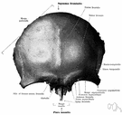 forehead - the large cranial bone forming the front part of the cranium: includes the upper part of the orbits