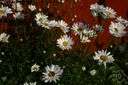 turfing daisy - low densely tufted perennial herb of Turkey having small white flowers