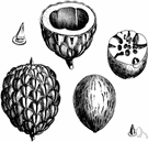 pod - a several-seeded dehiscent fruit as e.g. of a leguminous plant