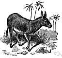 Equus asinus - a wild ass of Africa