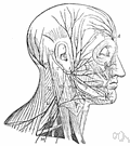 nerve plexus - a network of intersecting nerves