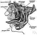 lingual artery - an artery originating from the external carotid artery and supplying the under side of the tongue