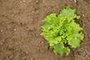 colewort - a hardy cabbage with coarse curly leaves that do not form a head