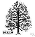 Fagaceae - chiefly monoecious trees and shrubs: beeches