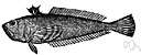 Vipera - type genus of the Viperidae