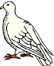 dove - any of numerous small pigeons