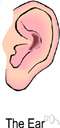 ear - the externally visible cartilaginous structure of the external ear