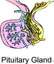 corticotropin - a hormone produced by the anterior pituitary gland that stimulates the adrenal cortex