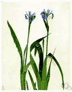 Iris versicolor - a common iris of the eastern United States having blue or blue-violet flowers