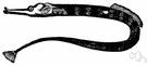 genus Syngnathus - type genus of the family Syngnathidae