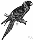 Conuropsis carolinensis - extinct parakeet whose range extended far into the United States