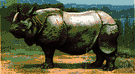 Indian rhinoceros - having one horn