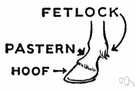 pastern - the part between the fetlock and the hoof
