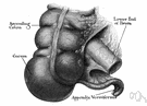 caecum - the cavity in which the large intestine begins and into which the ileum opens