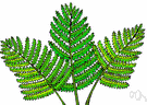 fern - any of numerous flowerless and seedless vascular plants having true roots from a rhizome and fronds that uncurl upward