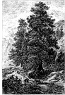 cembra nut tree - large five-needled European pine