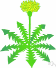 dandelion green - the foliage of the dandelion plant