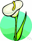 calla lily - South African plant widely cultivated for its showy pure white spathe and yellow spadix