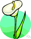 calla - South African plant widely cultivated for its showy pure white spathe and yellow spadix