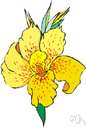 Canna indica - canna grown especially for its edible rootstock from which arrowroot starch is obtained