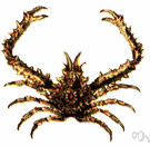 king crab - a large spider crab of Europe