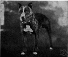 American pit bull terrier - American breed of muscular terriers with a short close-lying stiff coat