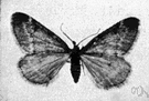 Alsophila - geometrid moths