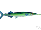 saury - slender long-beaked fish of temperate Atlantic waters