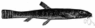 loach - slender freshwater fishes of Eurasia and Africa resembling catfishes
