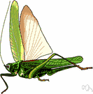 katydid - large green long-horned grasshopper of North America