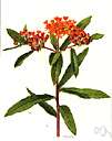 blood flower - tropical herb having orange-red flowers followed by pods suggesting a swallow with outspread wings