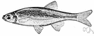 silversides - the common North American shiner