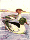 American merganser - common North American diving duck considered a variety of the European goosander