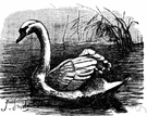 Cygnus olor - soundless Eurasian swan