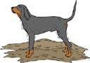 black-and-tan coonhound - American breed of large powerful hound dogs used for hunting raccoons and other game