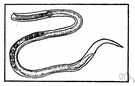 Vinegar eel - minute eelworm that feeds on organisms that cause fermentation in e.g. vinegar