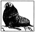 Otariidae - definition of Otariidae by The Free Dictionary